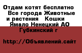 Отдам котят бесплатно  - Все города Животные и растения » Кошки   . Ямало-Ненецкий АО,Губкинский г.